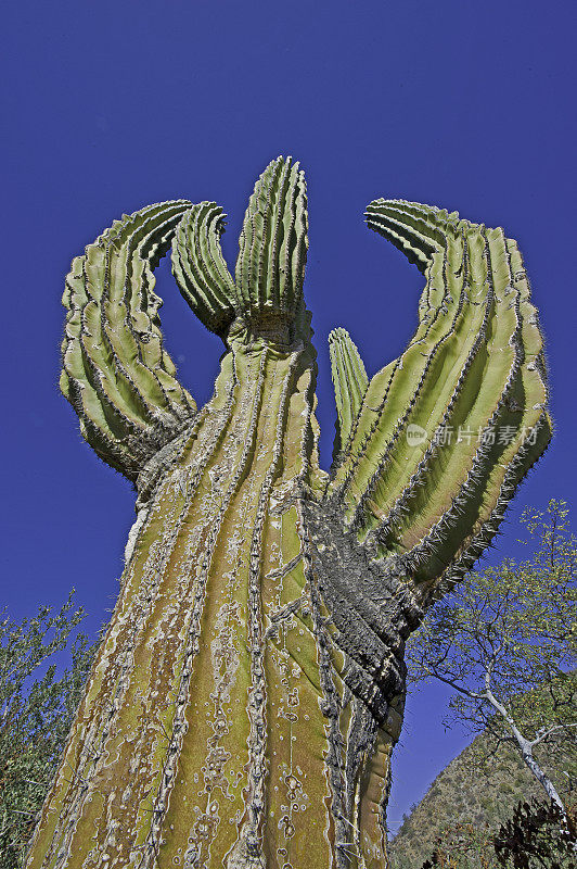 卡登仙人掌，Pachycereus pringlei，生长在科泰兹海的加泰罗尼亚岛。